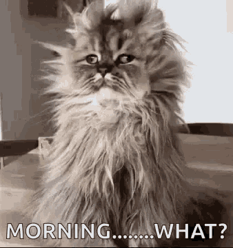 Drank To Much Kitty Bed Head GIF