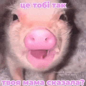 a close up of a pig with a pink nose and the words `` ce tobi tak '' on it .