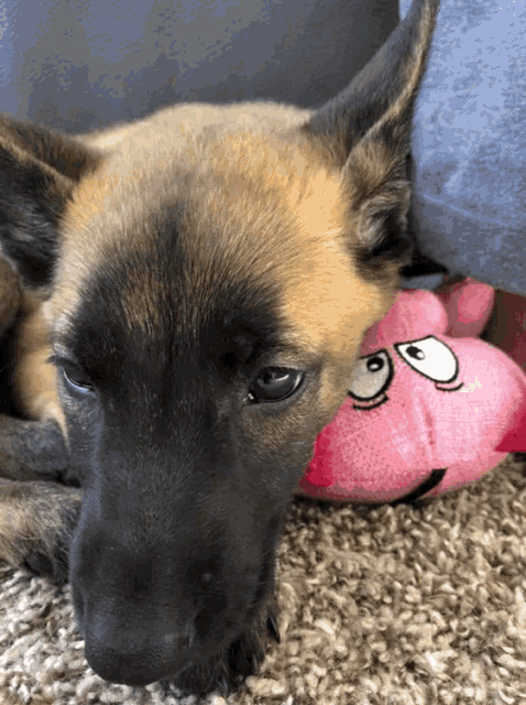 a dog laying on the floor with a pink stuffed animal