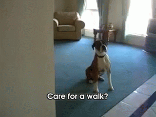 Dog Is Really Excited For A Walk GIF - Dog Walk Funny GIFs