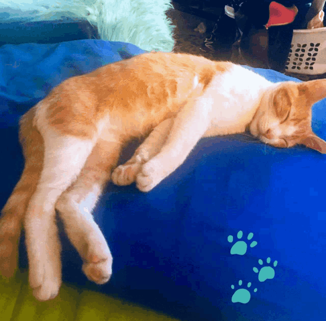 a cat is sleeping on a blue pillow with paw prints on it