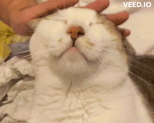 a close up of a person petting a cat 's face with veed.io in the corner