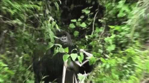 Gorilla What GIF - Gorilla What Juding You GIFs