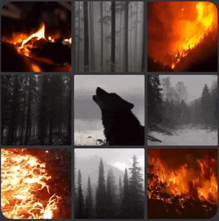 a collage of images includes a wolf howling in the woods