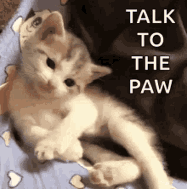 a kitten is laying on a bed with the words talk to the paw above it