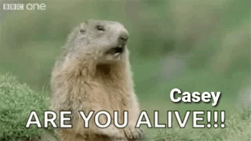 Casey Are You Alive GIF - Casey Are You Alive Marmot GIFs