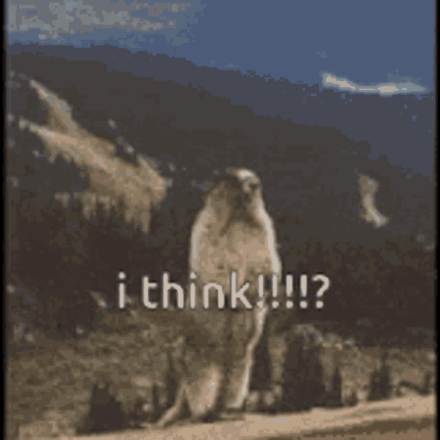 a ground squirrel is standing on a rock and says i think