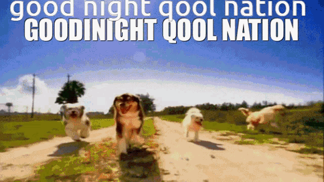 Qool Qool Nation GIF - Qool Qool Nation GIFs