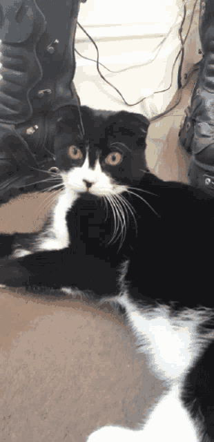 a black and white cat is laying on the floor and looking at the camera