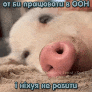 a close up of a pig 's nose with a foreign language caption .