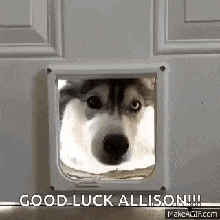 a husky dog is peeking through a cat door .