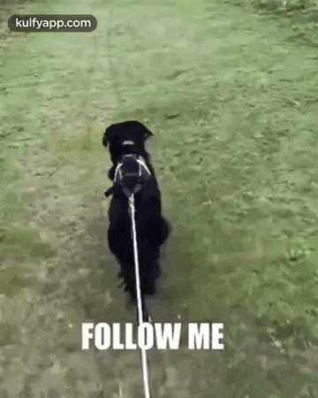 As It Is Follow Me.Gif GIF - As It Is Follow Me Dog Animals GIFs