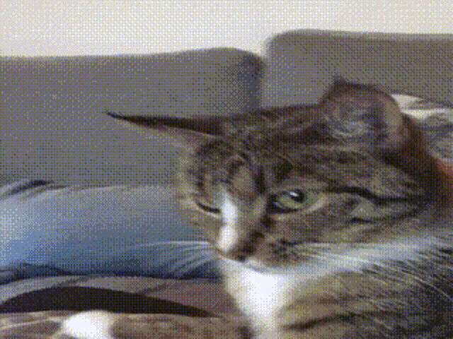 Daisy Jam Catjam GIF - Daisy Jam Catjam Cat GIFs
