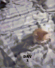 a picture of a cat laying on a bed with the words day 1 above it