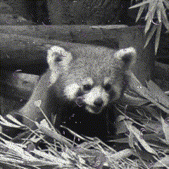 a black and white photo of a red panda laying in a pile of leaves