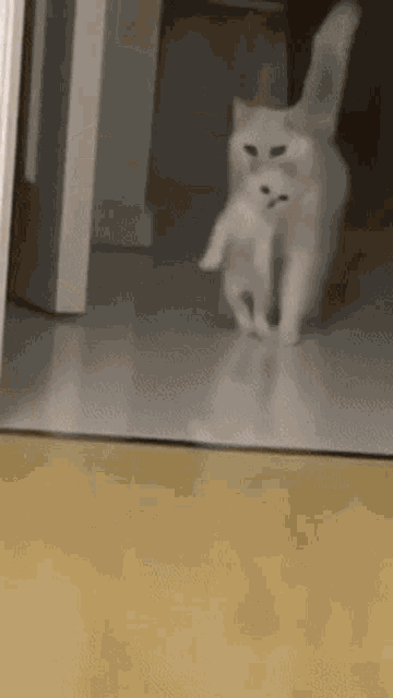 a white cat is walking on a tiled floor in a room