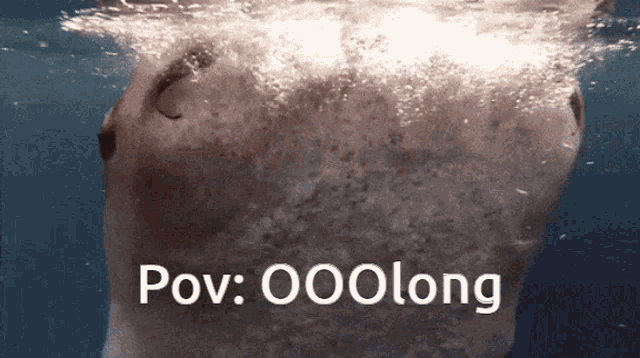 a picture of a shark in the water with the words pov : 000long below it