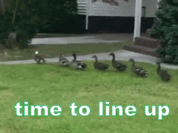Line Up GIF - Line Up Line In Line GIFs