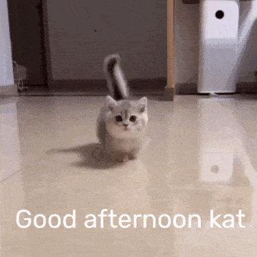 Cat Cute Cat GIF - Cat Cute Cat Good Afternoon GIFs