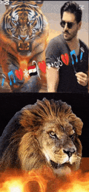 a picture of a tiger and a picture of a lion with hearts