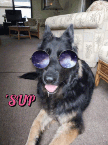 Hi Sup GIF - Hi Sup Sun Glasses GIFs