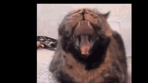 Cats Yawning GIF - Cats Yawning GIFs