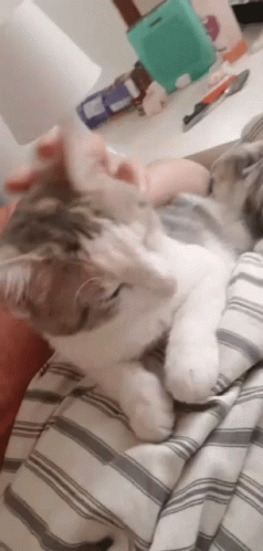 Poplitee Cuddle GIF - Poplitee Cuddle Cat GIFs