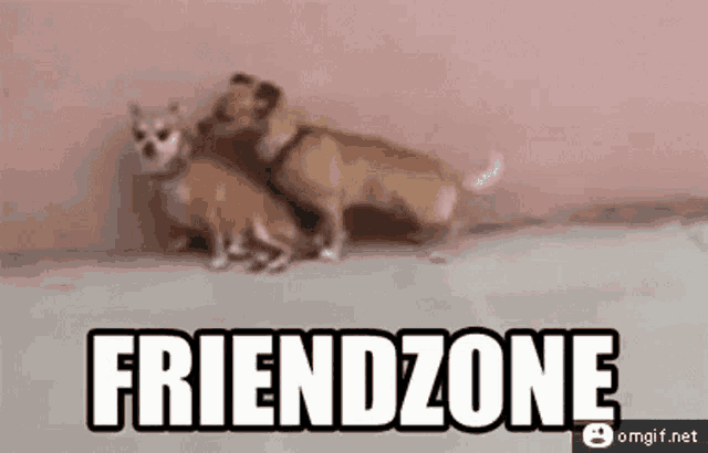 a couple of dogs standing next to each other on a sidewalk .