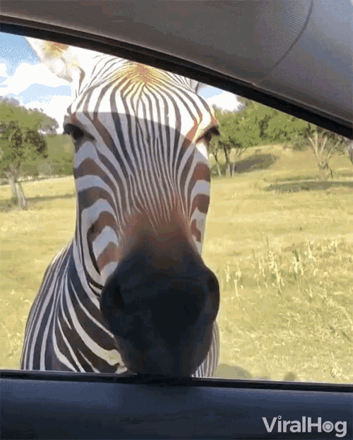 Viralhog Zebra GIF