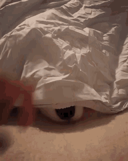 a stuffed animal is hiding under a white sheet