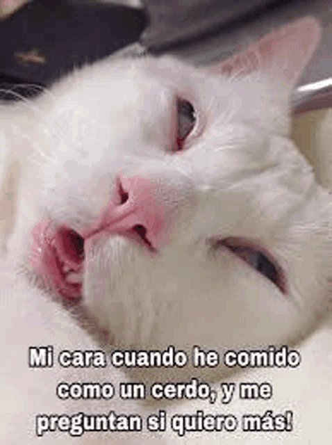 a white cat is laying down with its eyes closed and its mouth open .