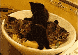 a bunch of kittens are playing in a white bowl