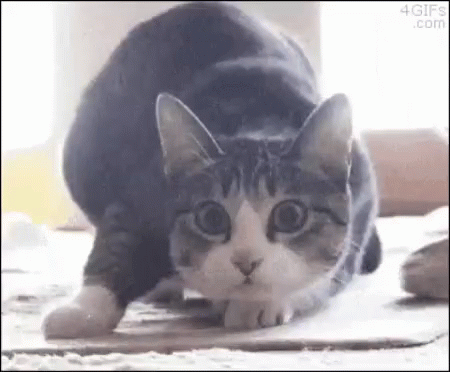 Shaq Shimmy GIF - Shaq Shimmy Cat GIFs