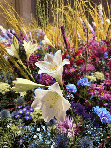 a white flower is surrounded by purple and blue flowers