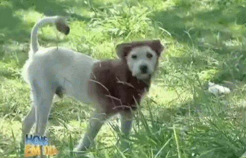 Cão Leão \ Leãozinho \ Cachorro GIF - Dog Lion Costume Cute GIFs