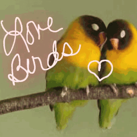 Lovebirds Cuddle GIF - Lovebirds Cuddle Hug GIFs
