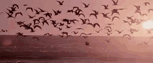 a flock of birds are flying over a body of water at sunset .