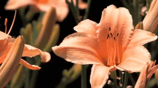 a close up of a flower with a dark background