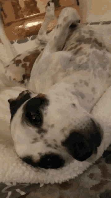 a dalmatian dog is laying on its back in a dog bed