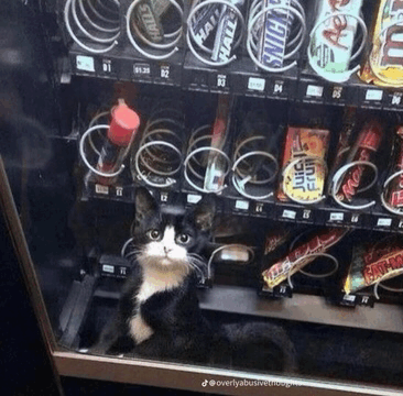 Cat In Wrong Place GIF - Cat In Wrong Place GIFs