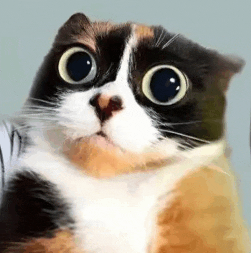 a calico cat with very big eyes is looking at the camera .