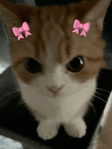 a cat with two pink bows on its head