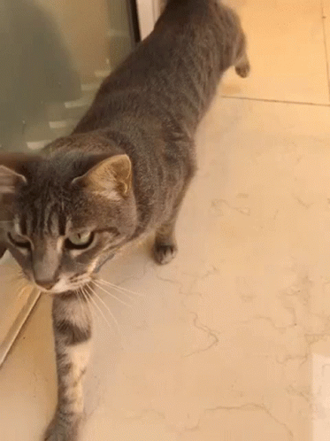 Cat Stretch GIF - Cat Stretch Kitty GIFs