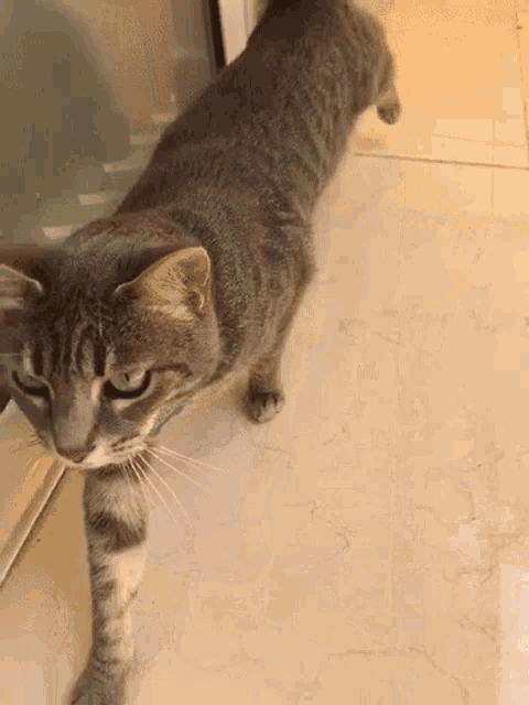 a gray cat is standing on a tiled floor and looking at the camera