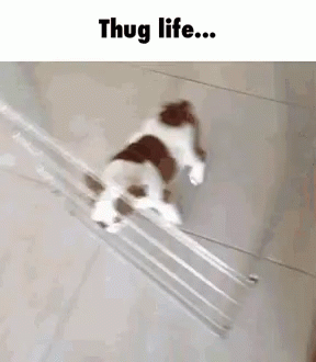Dog Pug GIF