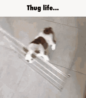a brown and white dog is walking down a staircase .