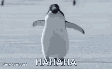a penguin is standing on top of a snow covered field with its wings outstretched .
