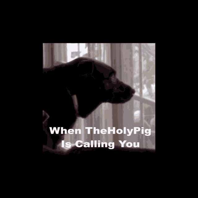 a dog looking out a window with the words when the holypig is calling you