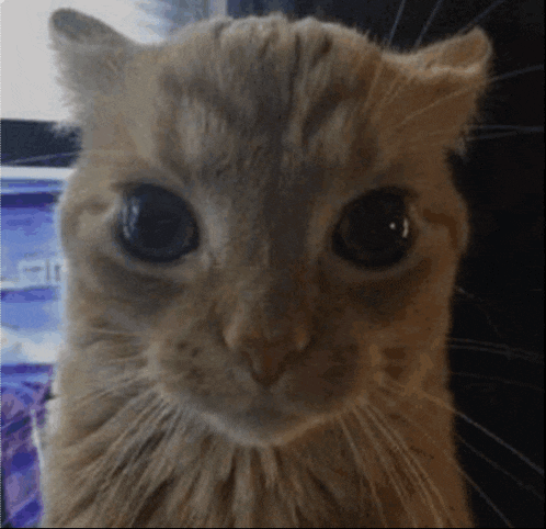 a close up of a cat 's face in front of a computer screen