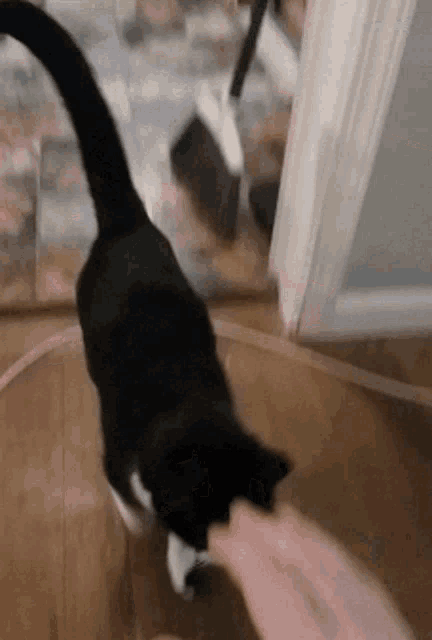 a black and white cat is being petting by a person